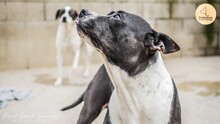 MAMI, Hund, American Staffordshire Terrier in Spanien - Bild 2