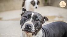 MAMI, Hund, American Staffordshire Terrier in Spanien - Bild 3