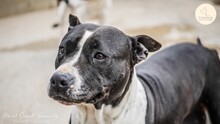 MAMI, Hund, American Staffordshire Terrier in Spanien - Bild 4