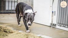 MAMI, Hund, American Staffordshire Terrier in Spanien - Bild 5