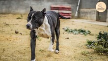 MAMI, Hund, American Staffordshire Terrier in Spanien - Bild 6