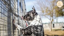 MAMI, Hund, American Staffordshire Terrier in Spanien - Bild 7