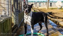 MAMI, Hund, American Staffordshire Terrier in Spanien - Bild 8