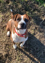 FLORA, Hund, Boxer-Mix in Spanien - Bild 2