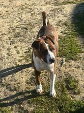 FLORA, Hund, Boxer-Mix in Spanien - Bild 3