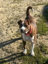 FLORA, Hund, Boxer-Mix in Spanien - Bild 4