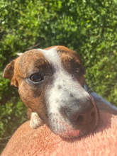 FLORA, Hund, Boxer-Mix in Spanien - Bild 5