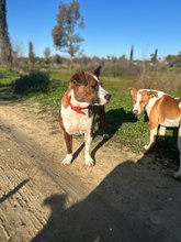 FLORA, Hund, Boxer-Mix in Spanien - Bild 6