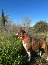 FLORA, Hund, Boxer-Mix in Spanien - Bild 7