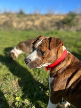 FLORA, Hund, Boxer-Mix in Spanien - Bild 8