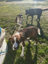 BIMBA, Hund, Boxer-Mix in Spanien - Bild 9