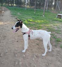 DUKE, Hund, Ratero Andaluz in Spanien - Bild 2