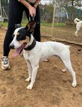 DUKE, Hund, Ratero Andaluz in Spanien - Bild 5