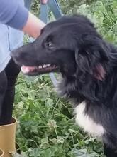 LIO, Hund, Border Collie-Mix in Spanien - Bild 2