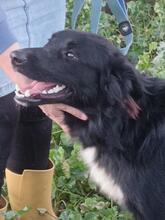 LIO, Hund, Border Collie-Mix in Spanien - Bild 3