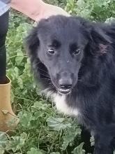 LIO, Hund, Border Collie-Mix in Spanien - Bild 4