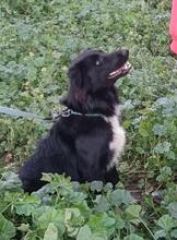 LIO, Hund, Border Collie-Mix in Spanien - Bild 5