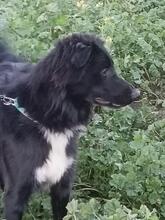 LIO, Hund, Border Collie-Mix in Spanien - Bild 6