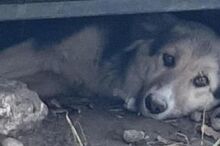 TOMMY, Hund, Mischlingshund in Rumänien - Bild 10