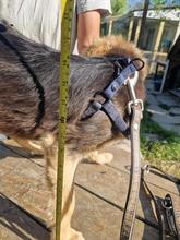 TOMMY, Hund, Mischlingshund in Rumänien - Bild 11