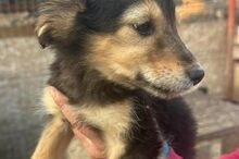 TOMMY, Hund, Mischlingshund in Rumänien - Bild 6