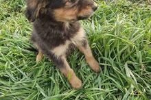 TOMMY, Hund, Mischlingshund in Rumänien - Bild 7