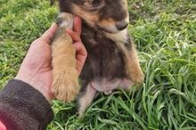 TOMMY, Hund, Mischlingshund in Rumänien - Bild 8