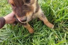 TOMMY, Hund, Mischlingshund in Rumänien - Bild 9