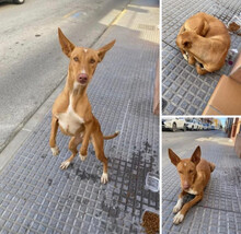 INGO, Hund, Podenco Andaluz in Spanien - Bild 3