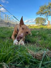 INGO, Hund, Podenco Andaluz in Spanien - Bild 7