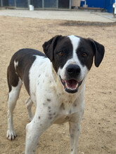 TINKY, Hund, Mischlingshund in Spanien - Bild 2