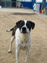 TINKY, Hund, Mischlingshund in Spanien - Bild 3