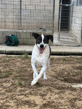 TINKY, Hund, Mischlingshund in Spanien - Bild 4