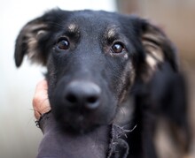 SUSI, Hund, Mischlingshund in Mansfeld - Bild 1