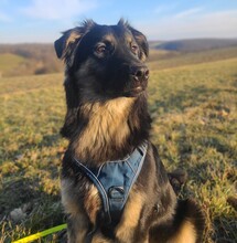 SUSI, Hund, Mischlingshund in Mansfeld - Bild 3