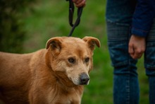 JETHRO, Hund, Mischlingshund in Ungarn - Bild 13