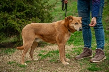 JETHRO, Hund, Mischlingshund in Ungarn - Bild 14