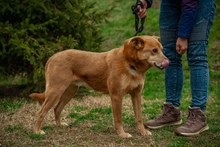 JETHRO, Hund, Mischlingshund in Ungarn - Bild 15