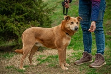 JETHRO, Hund, Mischlingshund in Ungarn - Bild 16