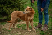 JETHRO, Hund, Mischlingshund in Ungarn - Bild 17