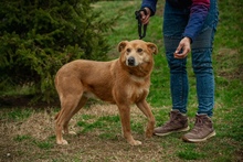 JETHRO, Hund, Mischlingshund in Ungarn - Bild 18