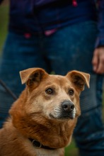 JETHRO, Hund, Mischlingshund in Ungarn - Bild 19