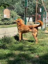 JETHRO, Hund, Mischlingshund in Ungarn - Bild 2