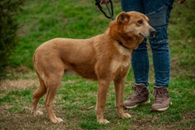 JETHRO, Hund, Mischlingshund in Ungarn - Bild 20