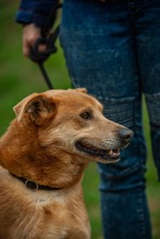 JETHRO, Hund, Mischlingshund in Ungarn - Bild 22