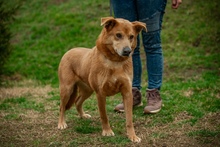 JETHRO, Hund, Mischlingshund in Ungarn - Bild 23