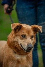 JETHRO, Hund, Mischlingshund in Ungarn - Bild 24