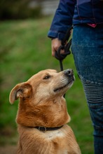 JETHRO, Hund, Mischlingshund in Ungarn - Bild 25