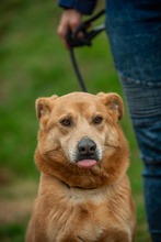 JETHRO, Hund, Mischlingshund in Ungarn - Bild 26