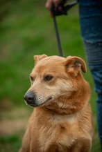 JETHRO, Hund, Mischlingshund in Ungarn - Bild 27